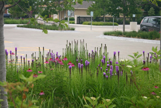 Parking Islands